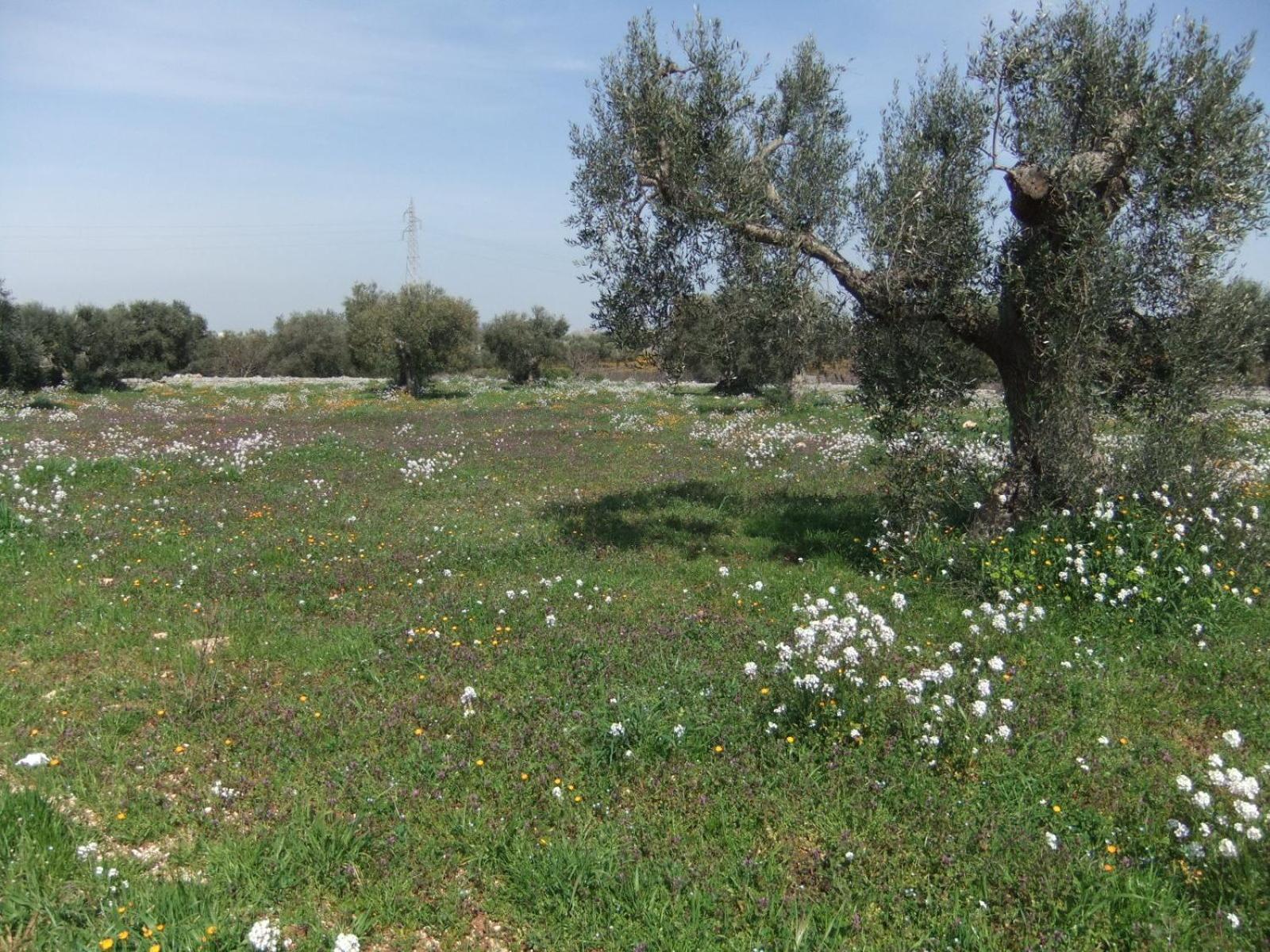 Masseria La Luna Nel Pozzo Кастелана Гроте Екстериор снимка